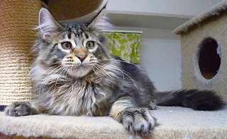 メインクーン7/31の男の子