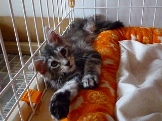 募集中のメインクーンの女の子