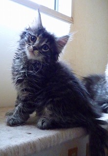 ノルのシルバー君