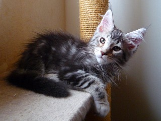 渋めのメインクーントラジロウ君