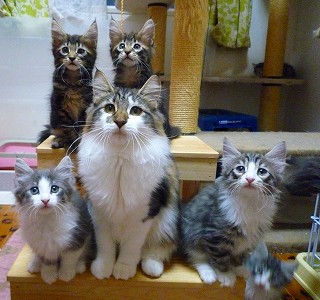 子猫軍団達