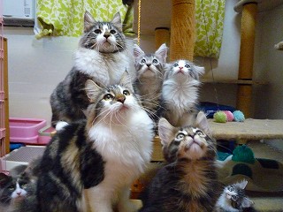 おもちゃに夢中