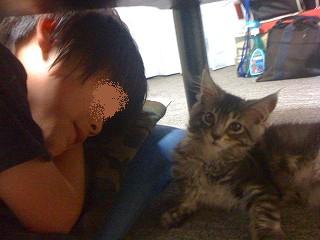 メインクーンのレイちゃんとお兄ちゃん