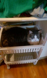 ノルのレモンちゃん-2