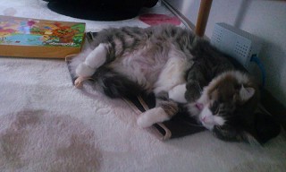 ノルのレモンちゃん-3