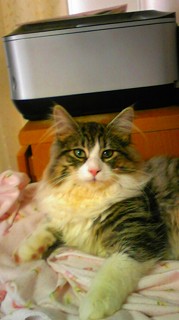 ノルのルカちゃん-2