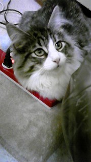 ノルのルカちゃん-3