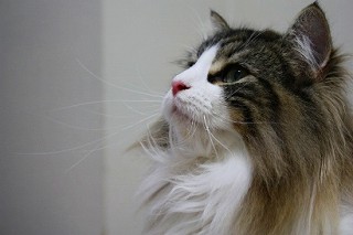 ノルのラムちゃん・横顔