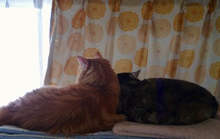 メインクーン＆アメショーの愛2