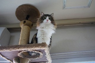 天空のノルのラムちゃん