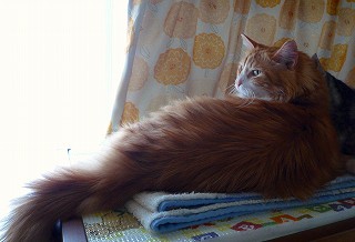 メインクーン＆アメショーの愛3