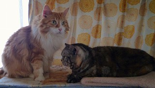 メインクーン＆アメショーの愛4