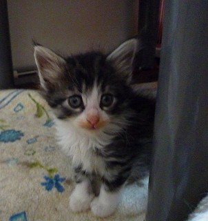 こたつ下は　子猫基地