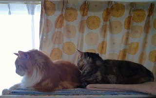 メインクーン＆アメショーの愛5