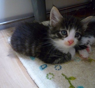 子猫もまったり