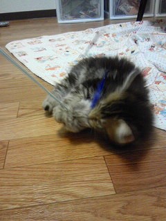 ハッスル月ちゃん