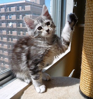 元気メインクーン子猫2010.02