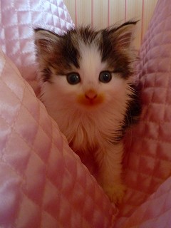 一番ちびっこ娘2010.03.21