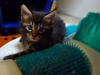 2009.7/31メインクーン子猫