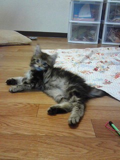 楽しく遊ぶ月ちゃん