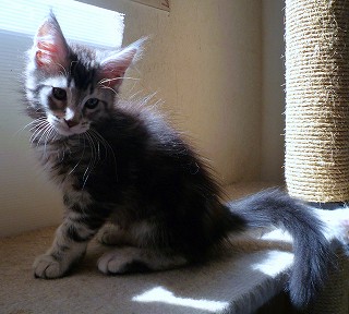 元気メインクーン子猫2010.02-1