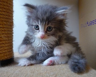 2010.03.21ノルブルー＆W女の子