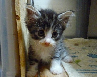 2009.08.05 ノル女の子