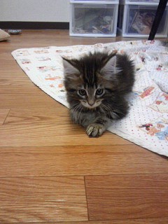 おすまし月ちゃん