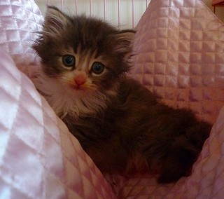 2010.03.21ノルブルー＆W女の子-1