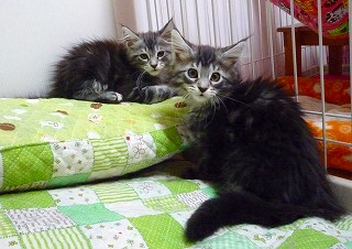 元気メインクーン子猫2010.02-2