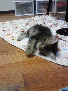 馴染んでる月ちゃん