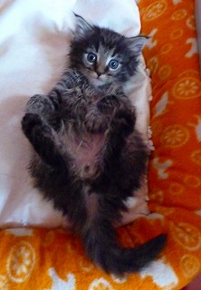 おっぴろげ寝像-1