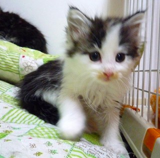 元気印・ノル娘