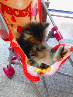 お人形さんカートにご満悦