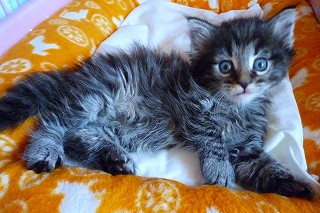 2010.03.21ノルシルバーマッカレルタビー君