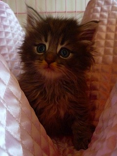 2010.03.21ノル・ブルー男の子