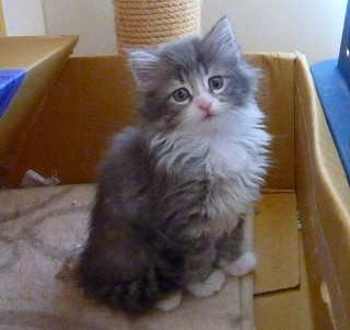 箱活動チャレンジ中娘