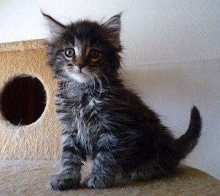 ノル・シルバー息子