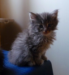 2010.03.21ノル・ブルー男の子-1