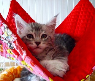 2010.02.19  レベッカシルバーの男の子猫-1