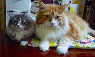 仲良し2にゃん-3