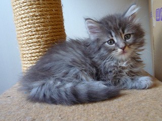 おっとりブルーのノル息子