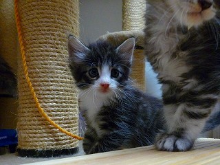 2009.08.05 ノル・ブラウン男の子