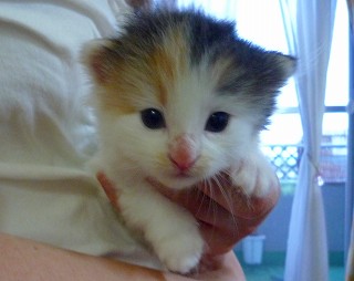 サイズは、手の平サイズ