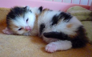 2010.06.05ノル三毛ちゃん