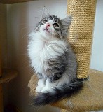 2009.08.05 ノルシルバー女の子