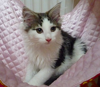 ノル子猫2010.03.21ブラウン＆Wの子猫