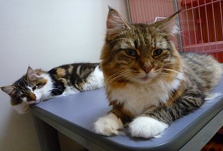 回避して　観察中