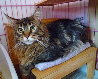 中身は子猫な紫苑君