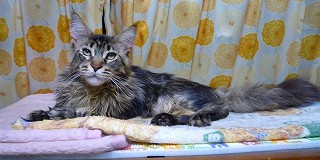 優雅なメインクーン紫苑君